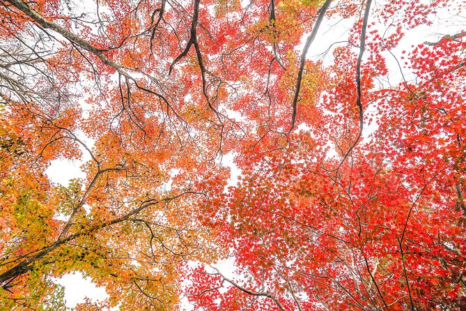Kyoto Arashiyama Bamboo Forest & Garden Half-Day Walking Tour - Entrance Fees and Inclusions