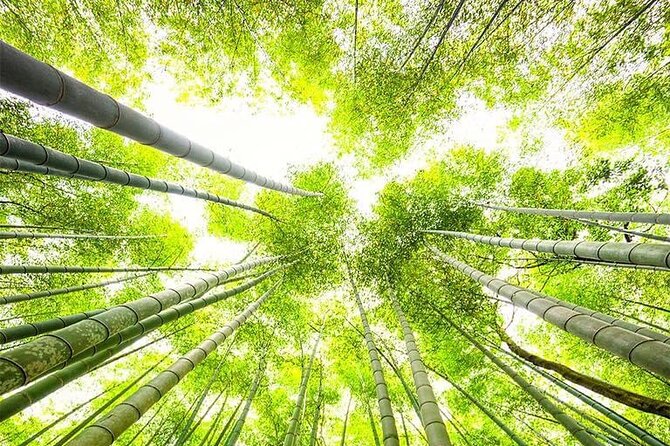 Kyoto, Osaka, Nara Private Tour by Car English Driver Guide - Pickup and Drop-off