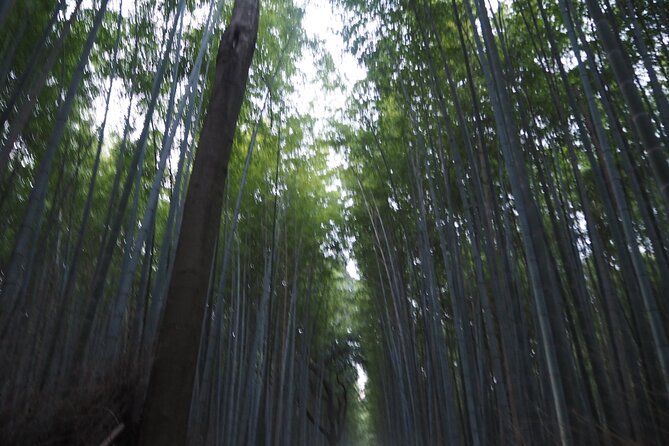 Kyoto Tour: Fushimi Inari Bamboo Forest and Kinkakuji - Accessibility and Fitness