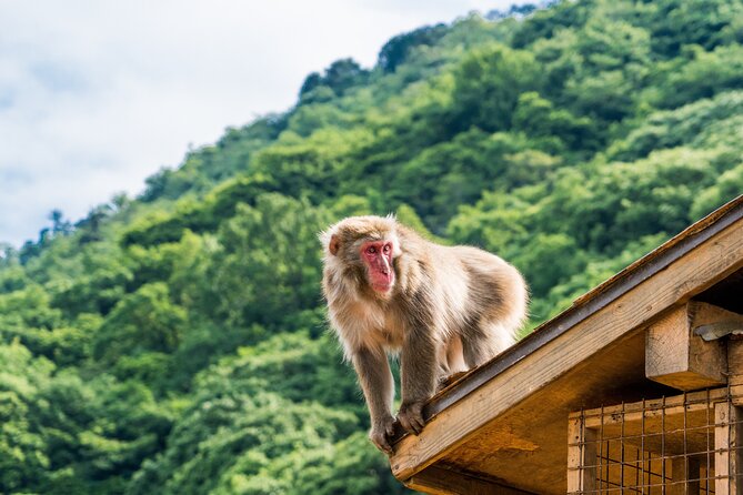 Kyotos Top City Highlights: 2-Day Private Tour Experience - Day 2: Exploring Kyotos Cultural Gems