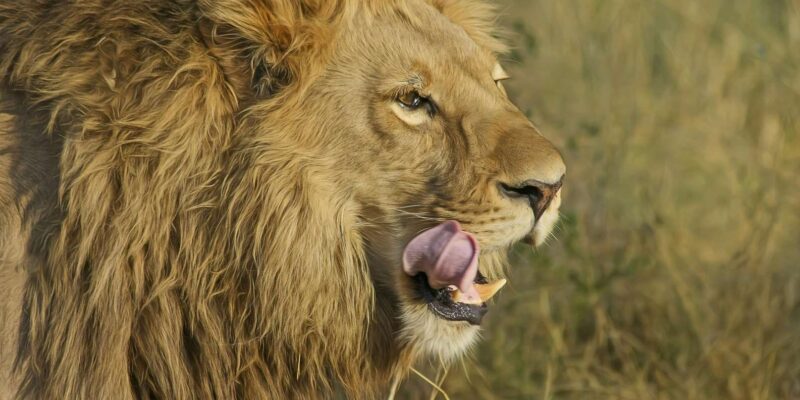 KZN: Hidden Forest Wildlife Sanctuary and Hluhluwe Tour - Good To Know