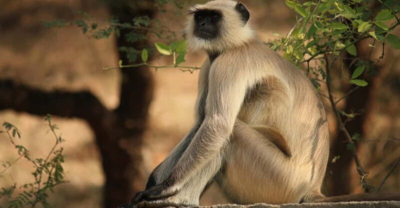 KZN: Hidden Forest Wildlife Sanctuary and Hluhluwe Tour - Itinerary and Transportation
