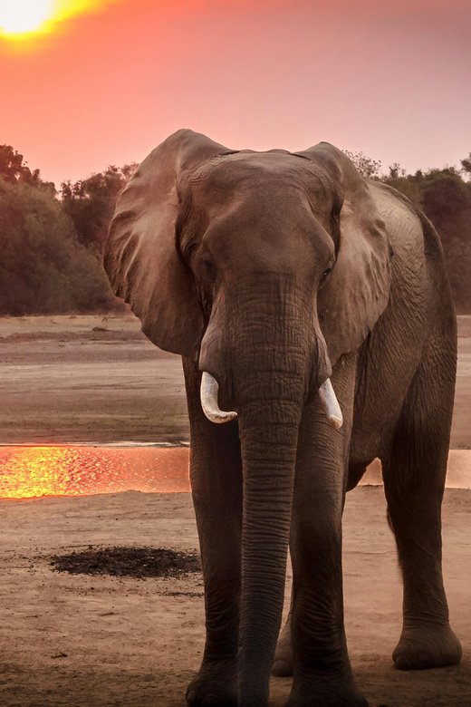 KZN: Hidden Forest Wildlife Sanctuary and Hluhluwe Tour - Wildlife Sanctuary Experience