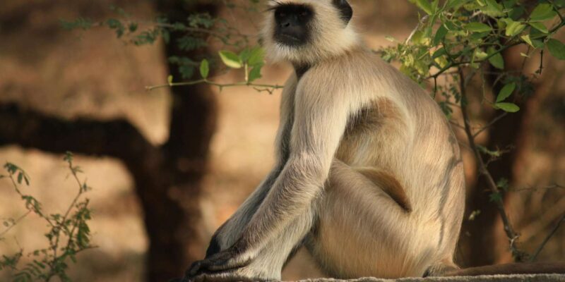 KZN: Hidden Forest Wildlife Sanctuary and Hluhluwe Tour - Hluhluwe Game Reserve Adventure