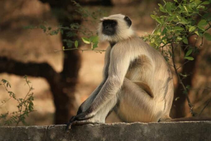 KZN: Hidden Forest Wildlife Sanctuary and Hluhluwe Tour - The Sum Up