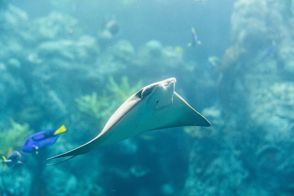 LA: Aquarium of the Pacific Skip-the-Line Entry - Key Points