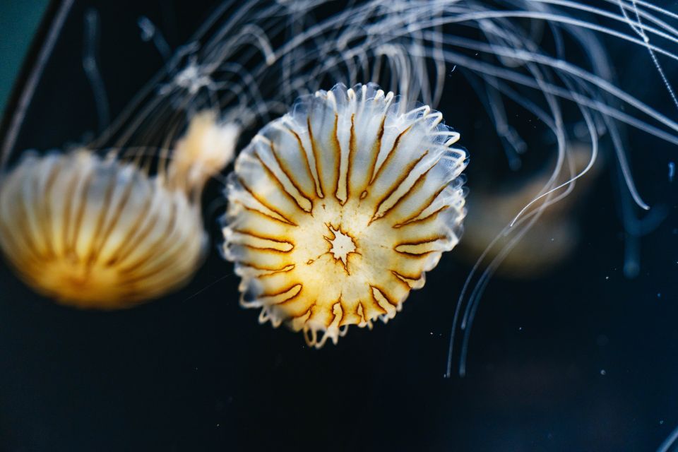 LA: Aquarium of the Pacific Skip-the-Line Entry - Visiting Tips
