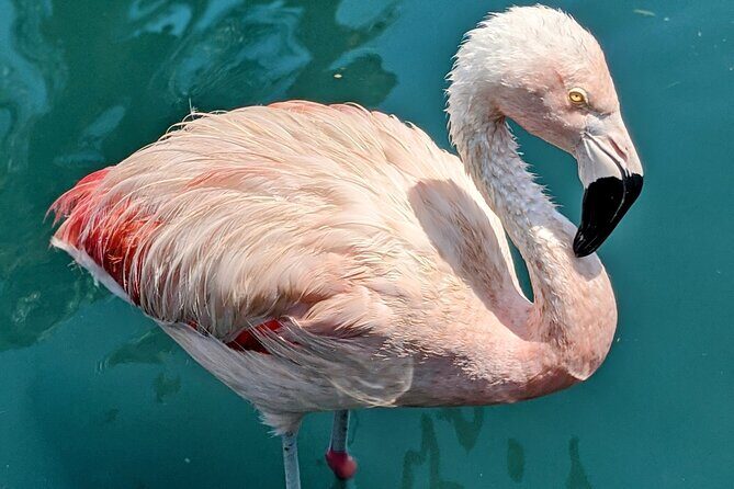 LA Day Trips to Casinos, Palm Springs, San Diego, Santa Barbara - Who Should Consider This Tour?