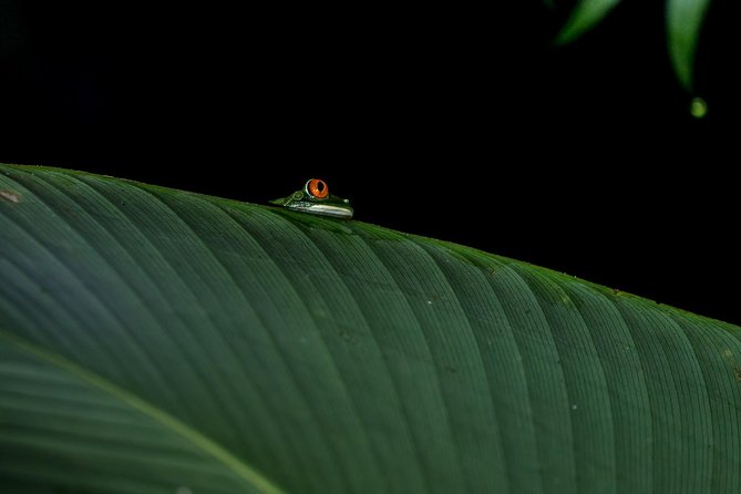 La Fortuna Frogs and Wildlife Night Tour - Highlights of the Experience