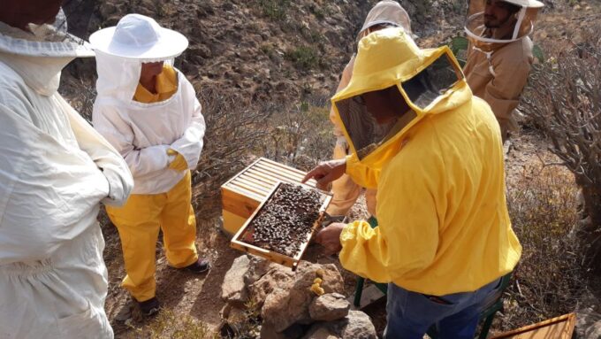 La Gomera: Flower Guided Tour With Butterflies and Bees - Frequently Asked Questions