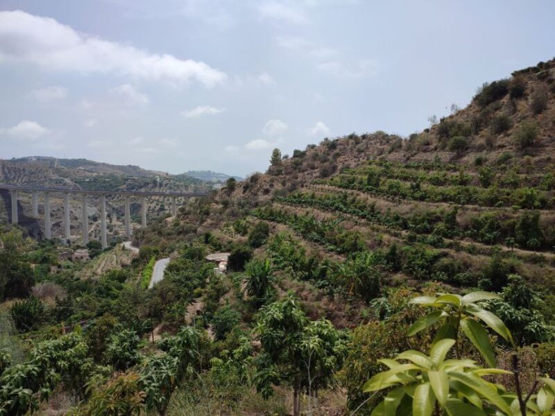 La Herradura Coffee Farm: tour in Europe's only plantation - Key Points