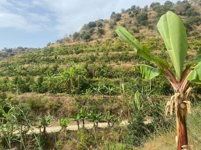 La Herradura: Private Visit to Europe's Only Coffee Farm - Exploring La Herradura’s Unique Coffee Experience: A Detailed Review