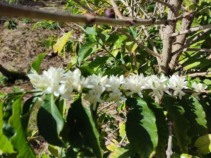 La Herradura: Private Visit to Europe's Only Coffee Farm - Cost and Value Analysis