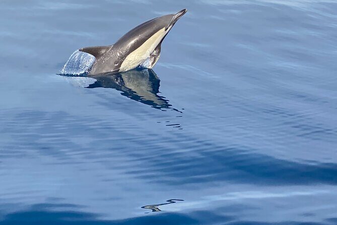 La Herradura: Sailboat with a view of dolphins-Shared - Meeting Point and Practical Details