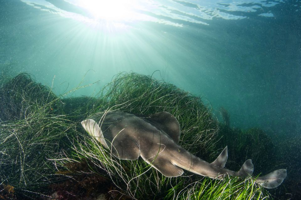 La Jolla: 2.5-Hour Kayak and Snorkel Tour - Included Equipment and Gear