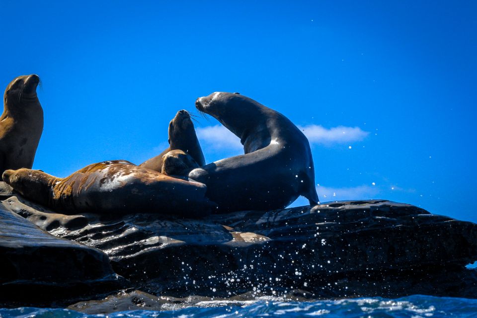 La Jolla: 2-Hour Kayak Tour of the 7 Caves - Tour Duration