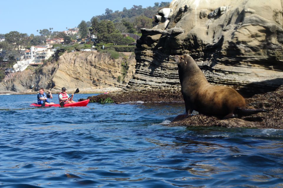 La Jolla: 2-Hour Kayak Tour of the 7 Caves - Tour Guide