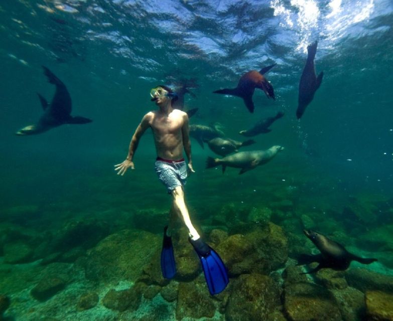 La Jolla: Cove and Caves Snorkeling Tour With Sea Lions - Exploring the Cove