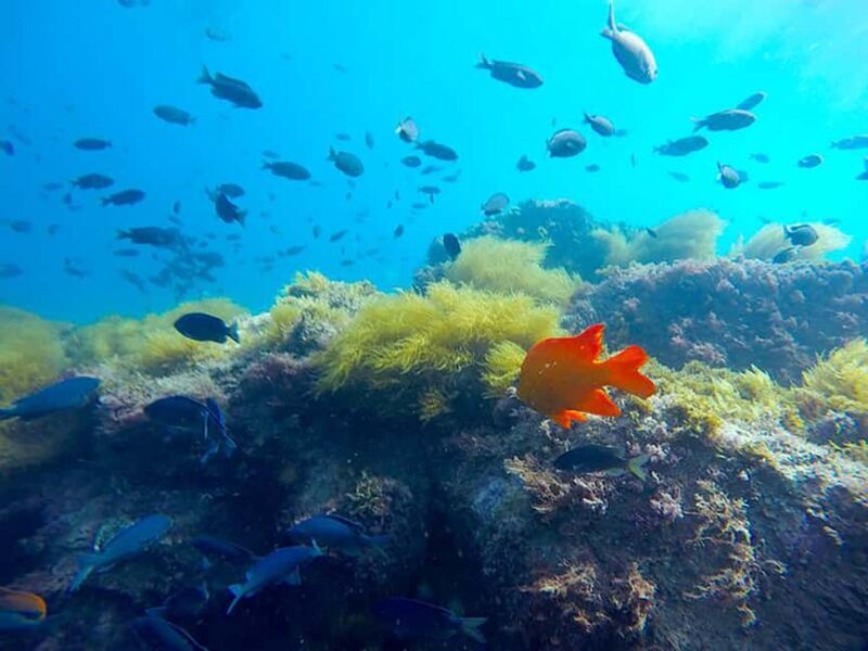 La Jolla: Full-Day Snorkel Gear Rental with Wetsuit Option - Key Points