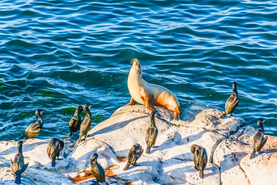 La Jolla: Sea Cave Kayaking Tour With Guide - Observing Sea Life