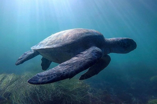La Jolla Sea Caves Kayak Tour For Two (Tandem Kayak) - Reviews and Feedback