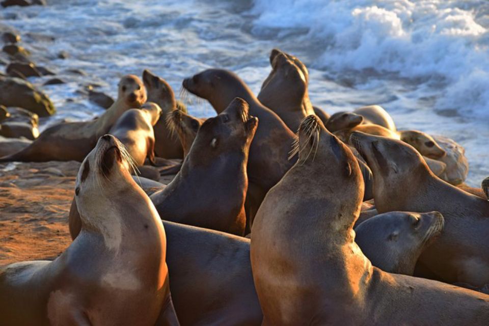 La Jolla: Self-Guided Smartphone Audio Tour - Accessing the Audio Tour