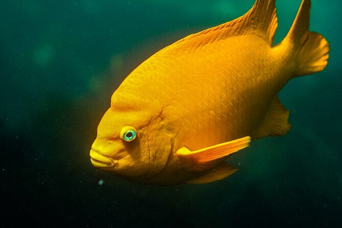 La Jolla Snorkel with the Leopard Sharks - Pricing and Value