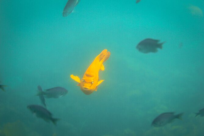 La Jolla Snorkel with the Leopard Sharks - Who Should Book This Tour?