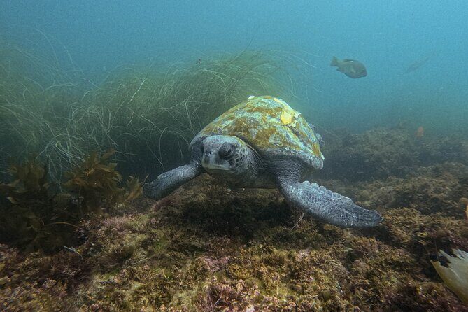 La Jolla Snorkel with the Leopard Sharks - FAQ