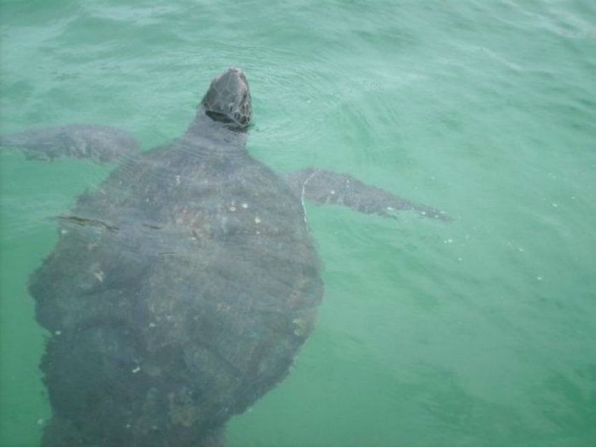 La Jolla Underwater Park: Kayak and Snorkel Tour - Pricing and Booking Details