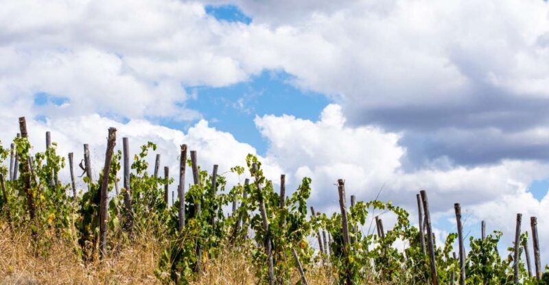 La Maliosa Farm Experience & Wine Tasting - Key Points