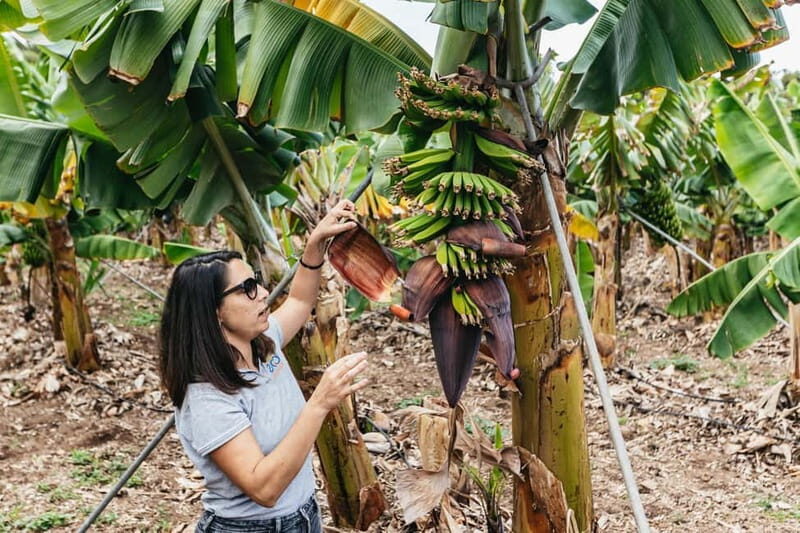 La Orotava: Eco Banana Plantation Tour with Banana Liquor - What Reviewers Say