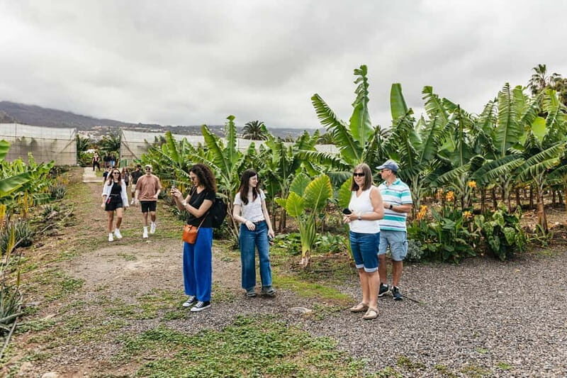 La Orotava: Eco Banana Plantation Tour with Banana Liquor - The Experience’s Drawbacks