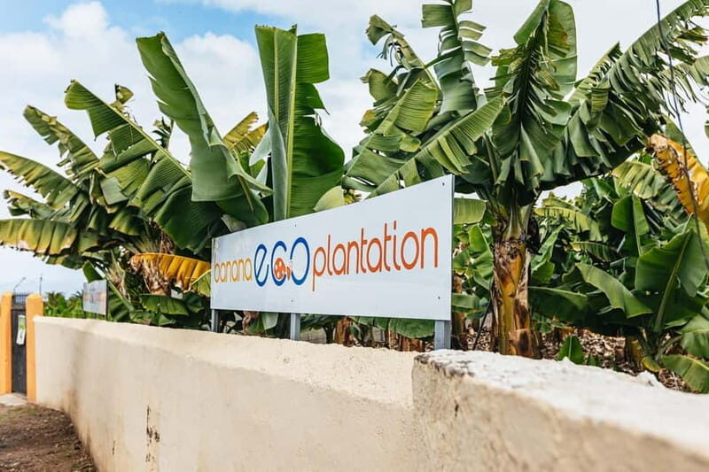 La Orotava: Eco Banana Plantation Tour with Banana Liquor - Who Would Love This Tour?