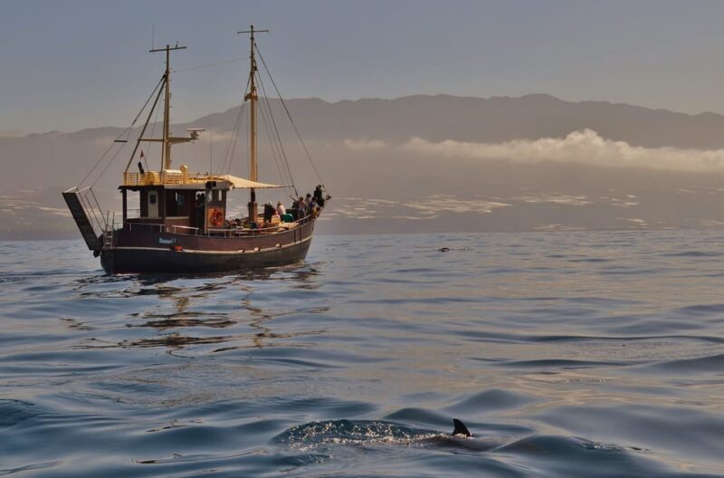 La Palma: Bussard Premium Tour Marine Biology & Nature - Exclusive Marine Biology Experience