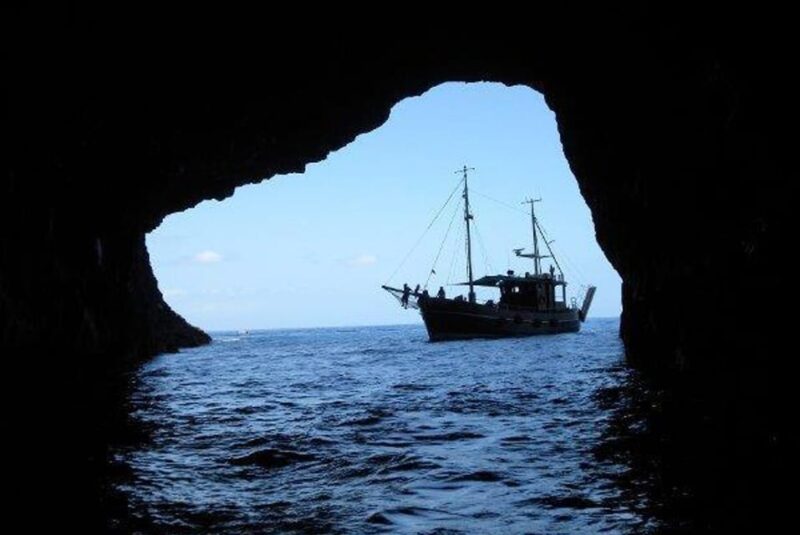 La Palma: Bussard Premium Tour Marine Biology & Nature - Whale and Dolphin Watching