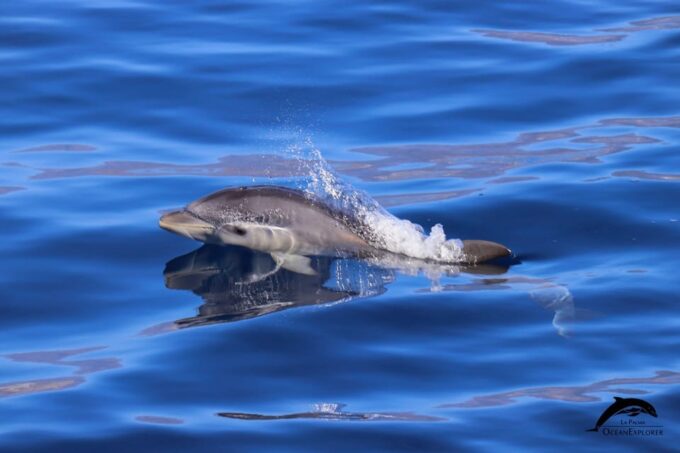 La Palma: Bussard Premium Tour Marine Biology & Nature - Guest Reviews