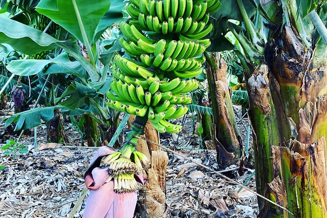 La Palma From Tenerife (Volcano Tour) - Meeting Point and Pickup