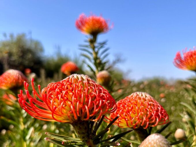 La Palma : Tour of an Ecological Farm W/ Animals & Tasting - Savoring Local Flavors