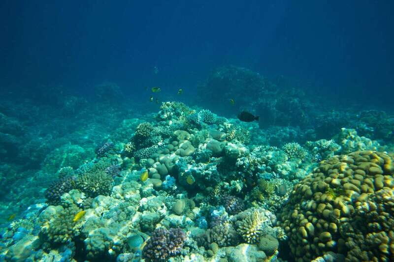 La Paz: Coral Farm Snorkel Tour - An Introduction to the Coral Farm Snorkel Tour