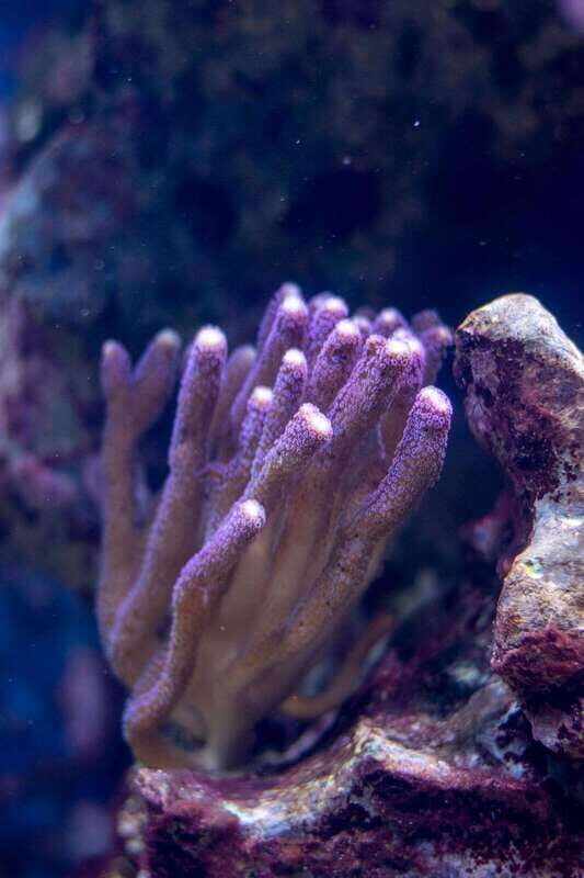 La Paz: Coral Farm Snorkel Tour - Practical Tips for Participants