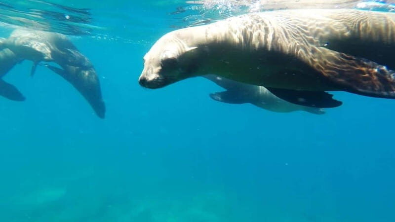 La Paz: Day Cruise & Snorkelling (w/sea lions) Food & Drinks - Authentic Marine Encounters & Personal Service