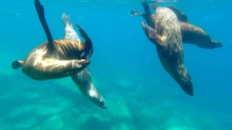 La Paz: Day Cruise & Snorkelling (w/sea lions) Food & Drinks - FAQ