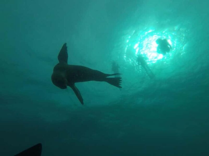 La Paz: Espíritu Santo Island Snorkeling Tour with Lunch - In The Sum Up