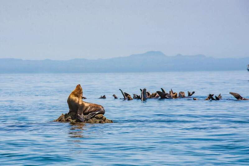 La Paz: Espiritu Santo Island Tour - Final Thoughts: Who Will Love This?
