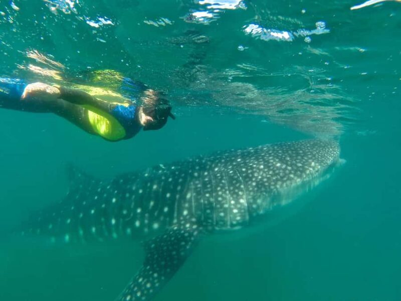 La Paz: Experience Swimming with a Whale Shark - Introduction