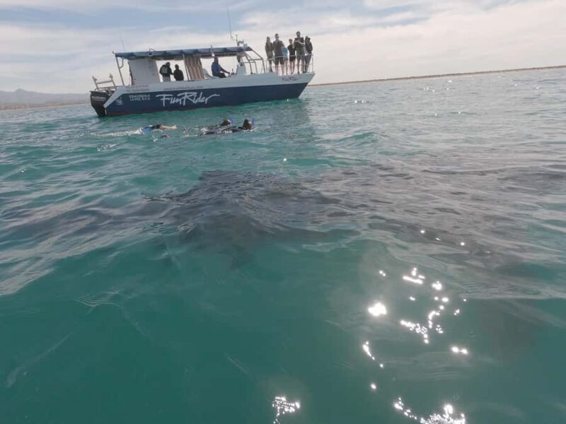 La Paz: Experience Swimming with a Whale Shark - The Boat and Guides