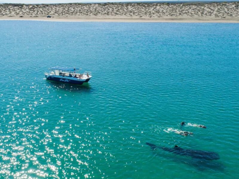 La Paz: Experience Swimming with a Whale Shark - FAQs