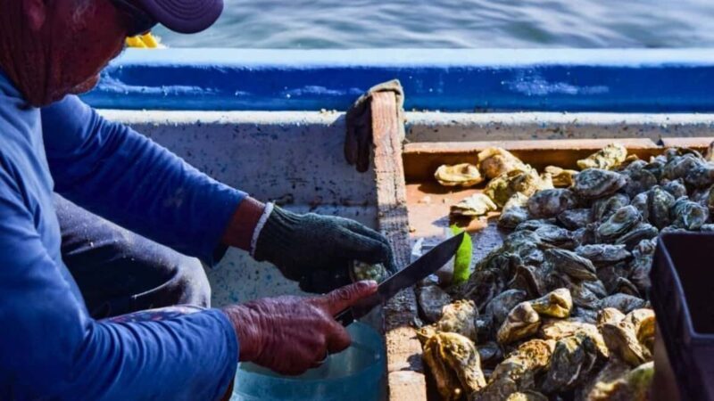 La Paz: Mangrove Adventure, Snorkeling and Shellfish Tasting - Key Points