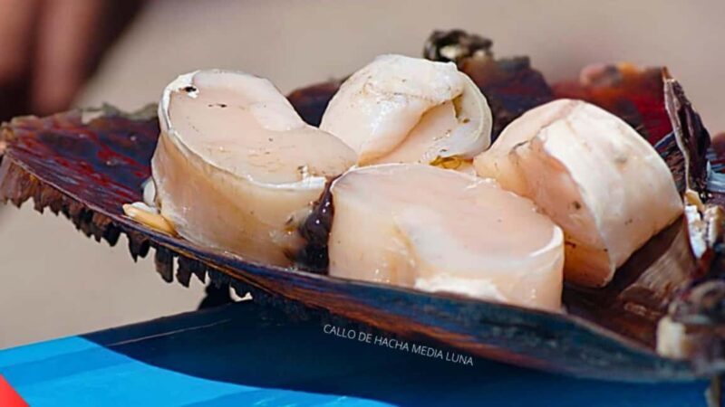 La Paz: Mangrove Adventure, Snorkeling and Shellfish Tasting - Who Should Consider This Tour?